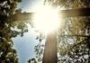 How Obedience Sets Us Free … Or Not